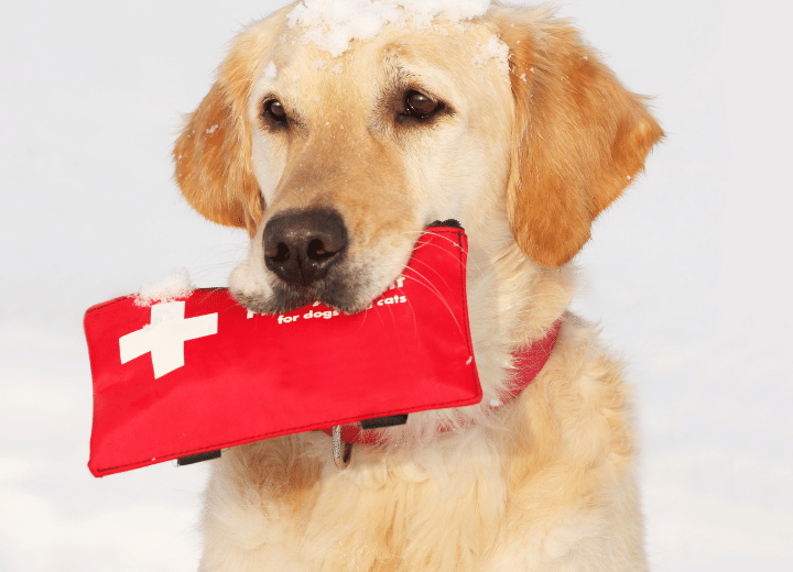 What are the Best Dog First Aid Kit Pets at Home