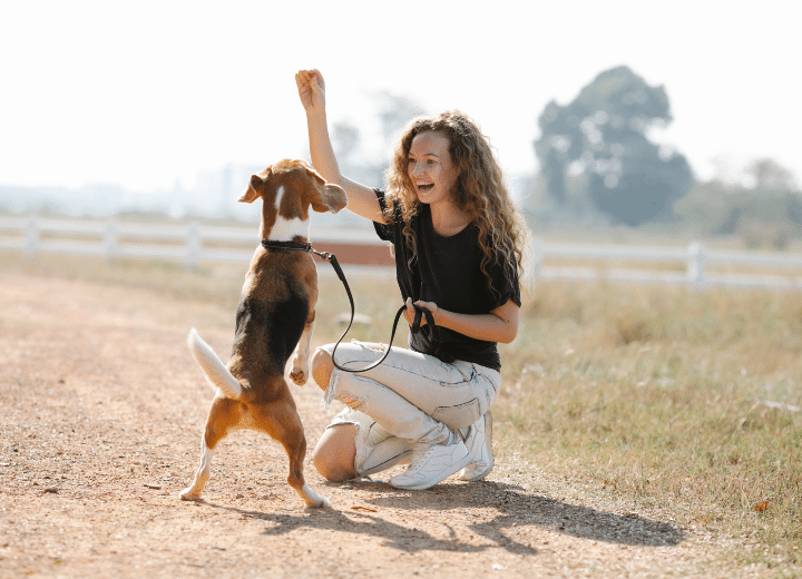 How to Leash Train a Dog