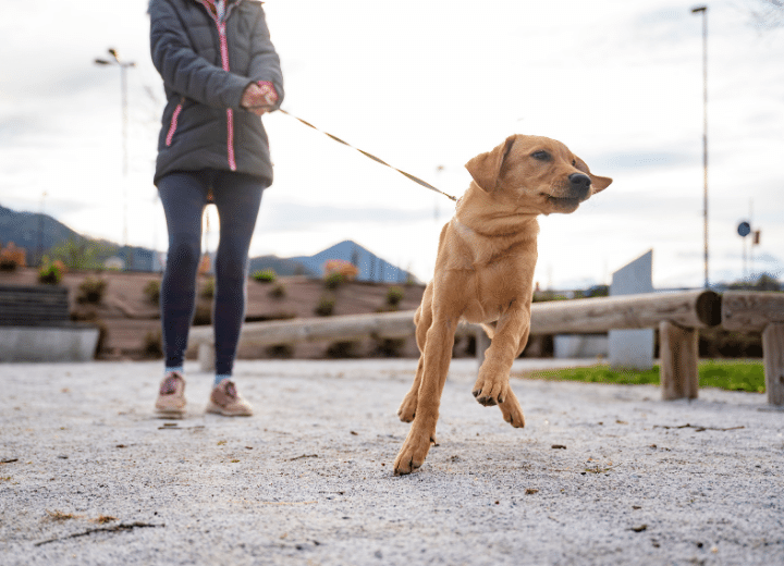 Dog Leash Training