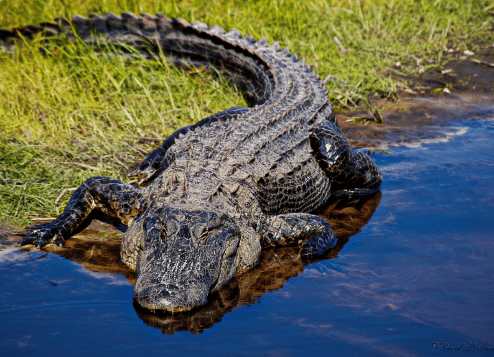 Old Lady Gets Eaten by Alligator Full Video